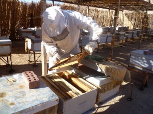 Beekeeping 12   